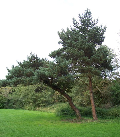 [Pine tree[7].jpg]