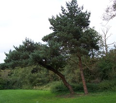 Pine tree at Arrow Valley Lake