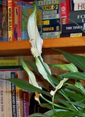 The Peace lily