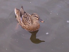 Mallard female or duck