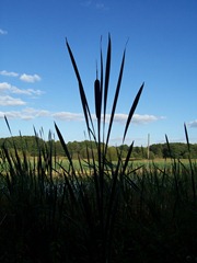 Great Reedmace which is also called Bulrush - taken at twilight or dusk at Ipsley, Redditch, Worcestershire, England - height approx 8 feet