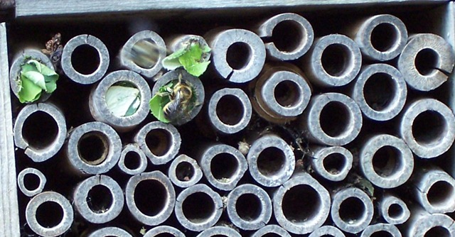 [Leaf cutter bee constructing sealed chamber[4].jpg]
