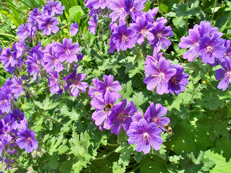 Blue geranium - hardy perennial attracts the bumble bees