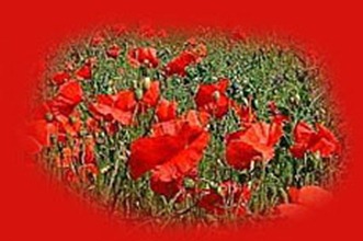 Poppies of the Great War - The War of all Wars - WW1