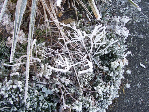 The garden border plants covered in hoarfrost