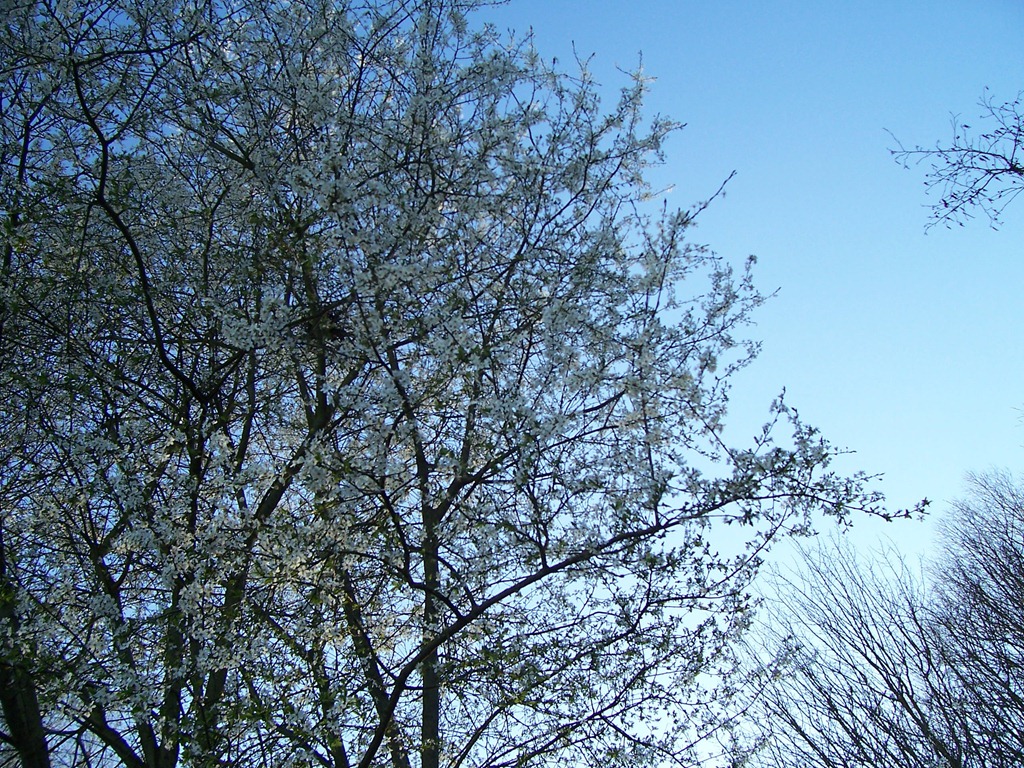 [Blackthorn white petal blossoms - sloe[3].jpg]