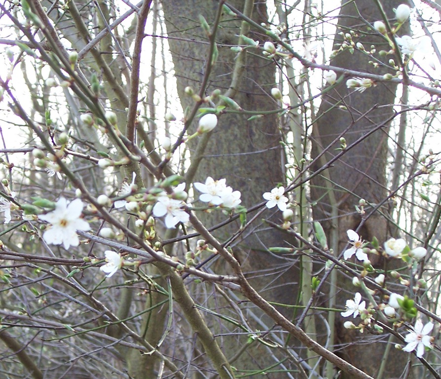 [Blackthorn - close up of blossom[4].jpg]