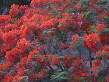 gulmohars on my gulmohar