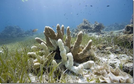 Coral bleaching caused by global warming, leading to coral death, Philippines, Pacific Ocean