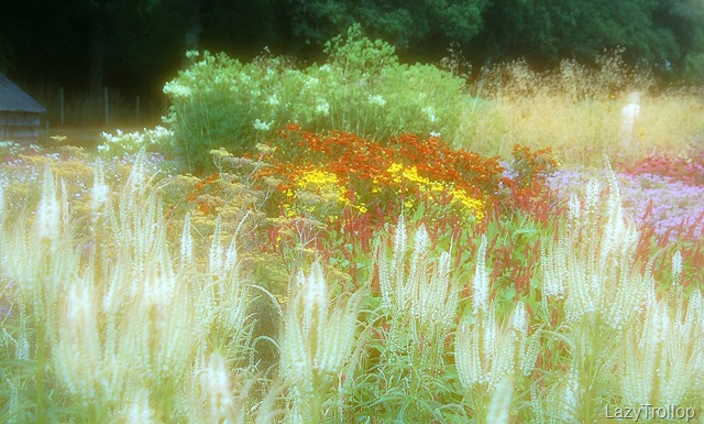 [Sussex Prairies Garden Aug 2010 127[6].jpg]