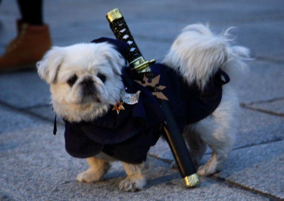 Ninja%20Dog.JPG