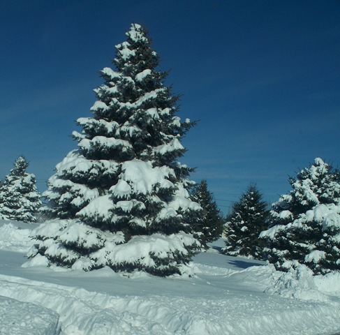 [pine tree snow covered group[3].jpg]