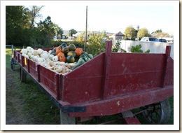 amish pumpkins $1 wagon