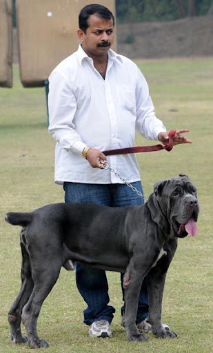 bull massive dog. free nepolian mustifar dog