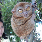 Tarsier