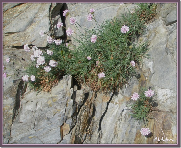 flores de roca