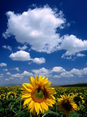 [BN3385_7-FB~Sunflowers-in-Anatolia-Turkey-Posters[6].jpg]