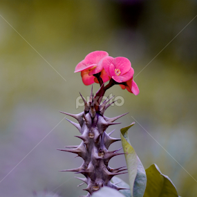 by Anas Mughal - Flowers Flowers in the Wild