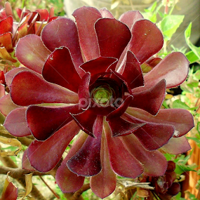 by Mariana Bešker - Flowers Single Flower