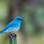 Mountain Bluebird