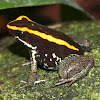 Golfodulcean poison frog