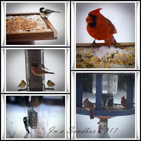 [Birds mosaic[8].jpg]