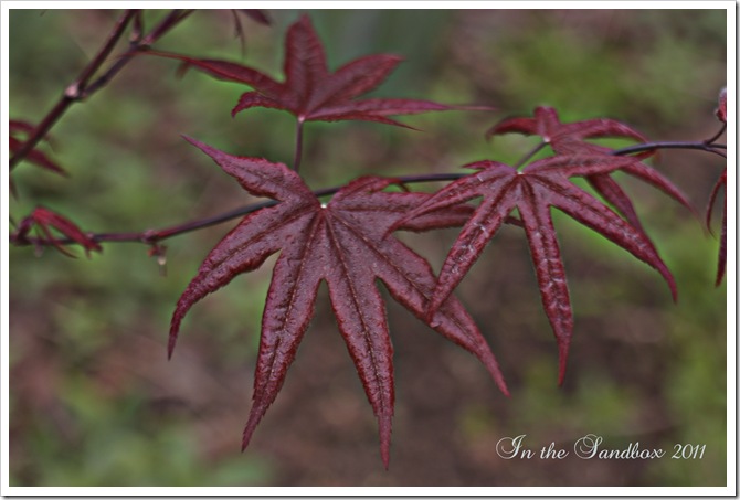 Japanese maple leaves with logo