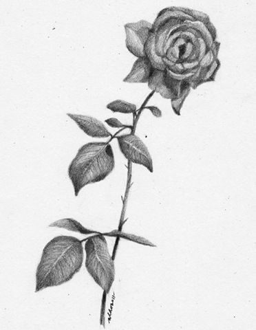 62+ Gambar Lukisan Bunga Dengan Pensil