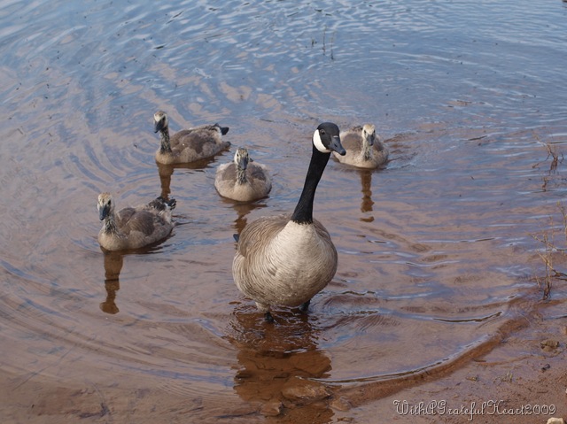 [Mamma Goose and Goslings[8].jpg]