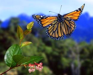 [Monarch Butterfly in Flight[8].jpg]