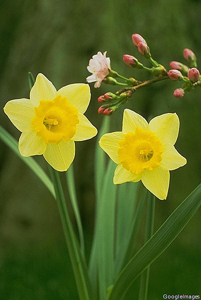 [Daffodils[21].jpg]