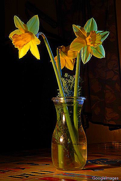 [Daffodils[1].jpg]
