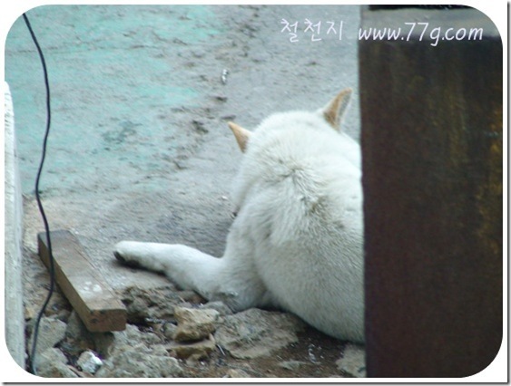 철천지DSC06311