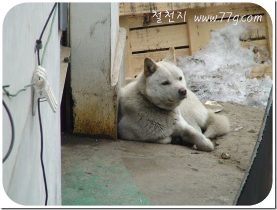 철천지DSC06263
