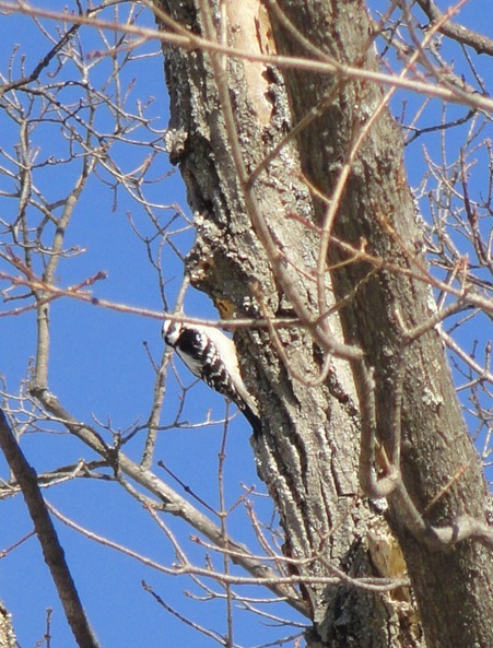 woodpeckercrop