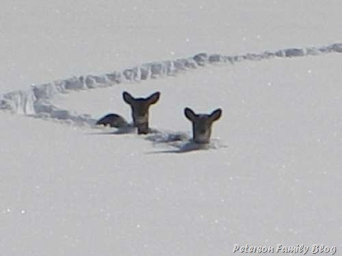 [DeerInFall[19].jpg]