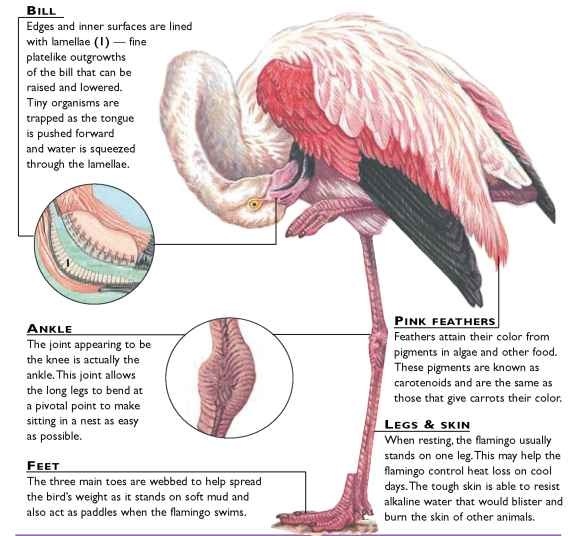 Flamingo bird structure