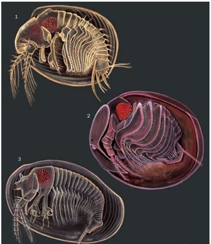 1. Cyclestheria hislopi; 2. Graceful clam shrimp (Lynceus gracilicornis); 3. Texan clam shrimp (Eulimnadia texana). 