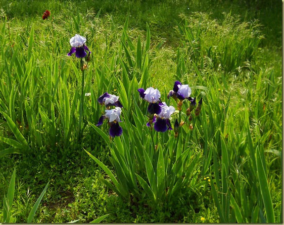 DSCN1908 DSCN1908