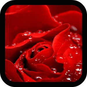 Red Rose Live Wallpaper.apk 1.0