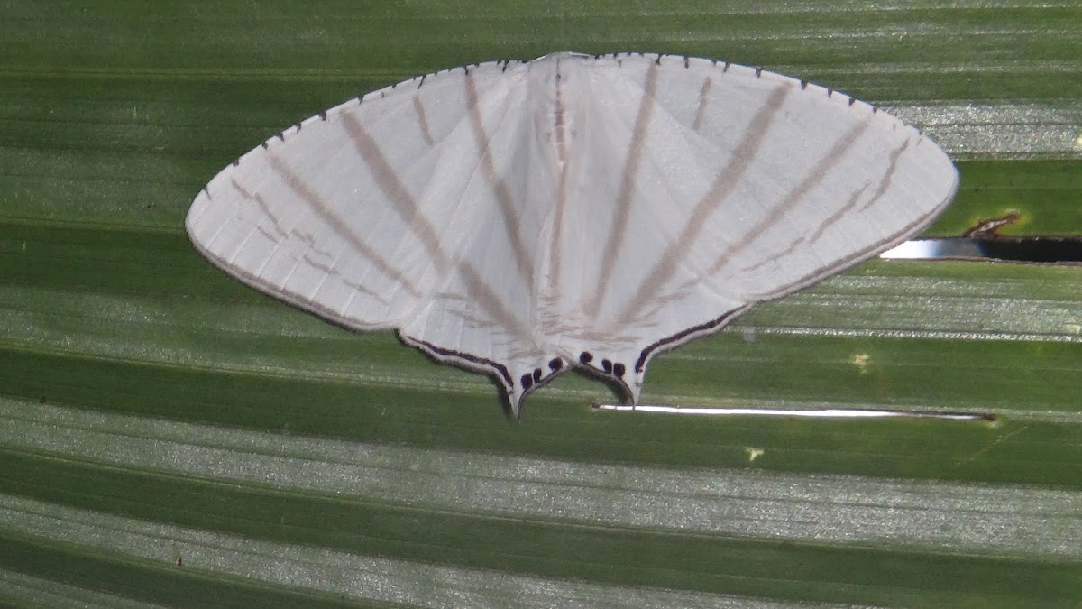 Upside-down Moth