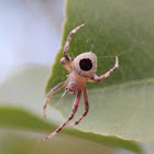 Orb web Spider