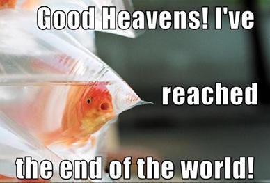 funny-pictures-fish-reaches-end-of-world