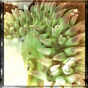Giant green anemone 