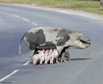 pig-feeding-hampshire.jpg