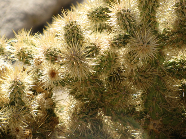 Close up of another cholla cactus.