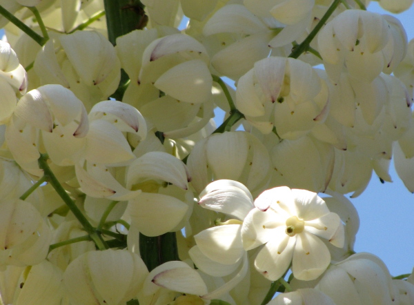 A bit of light and yucca flowers.