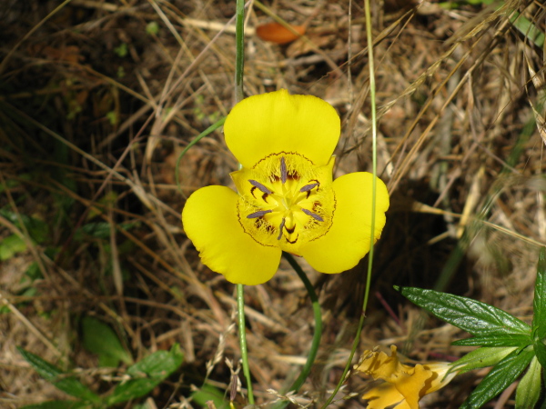 Large yellow flower.