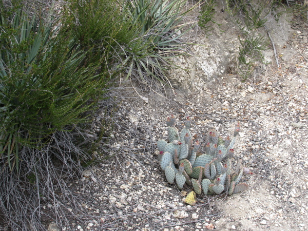 Little cactus.