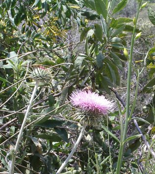 A bit of thistle, a late season flower anyway.